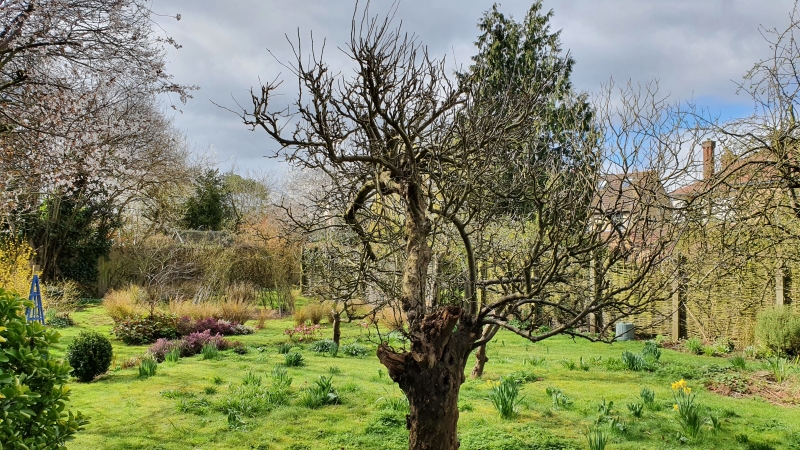 Ely Open Gardens